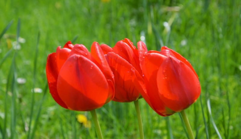 drei rote Tulpen Pfarrgarten