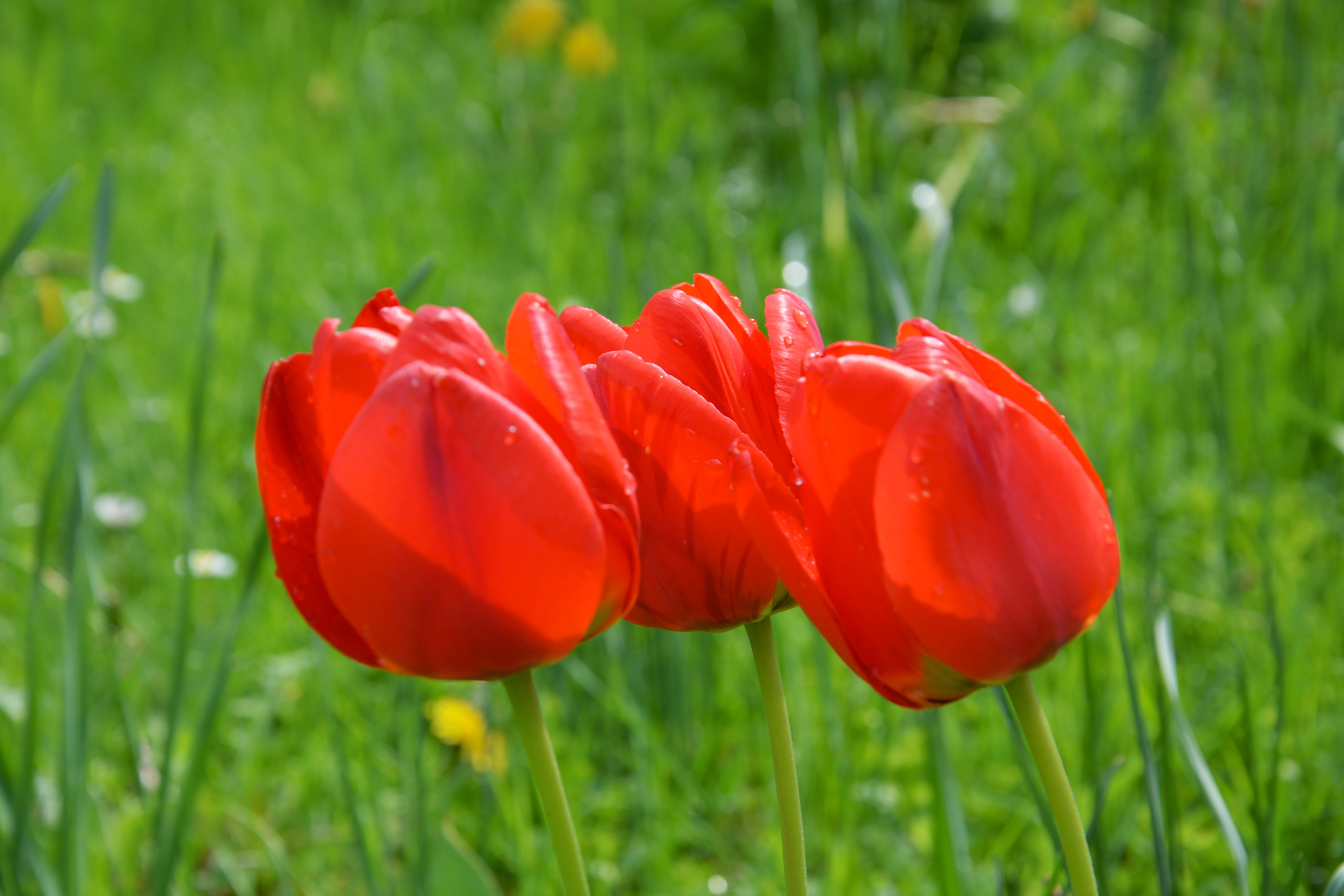 drei rote Tulpen Pfarrgarten