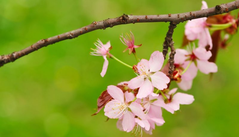 Spring sakura
