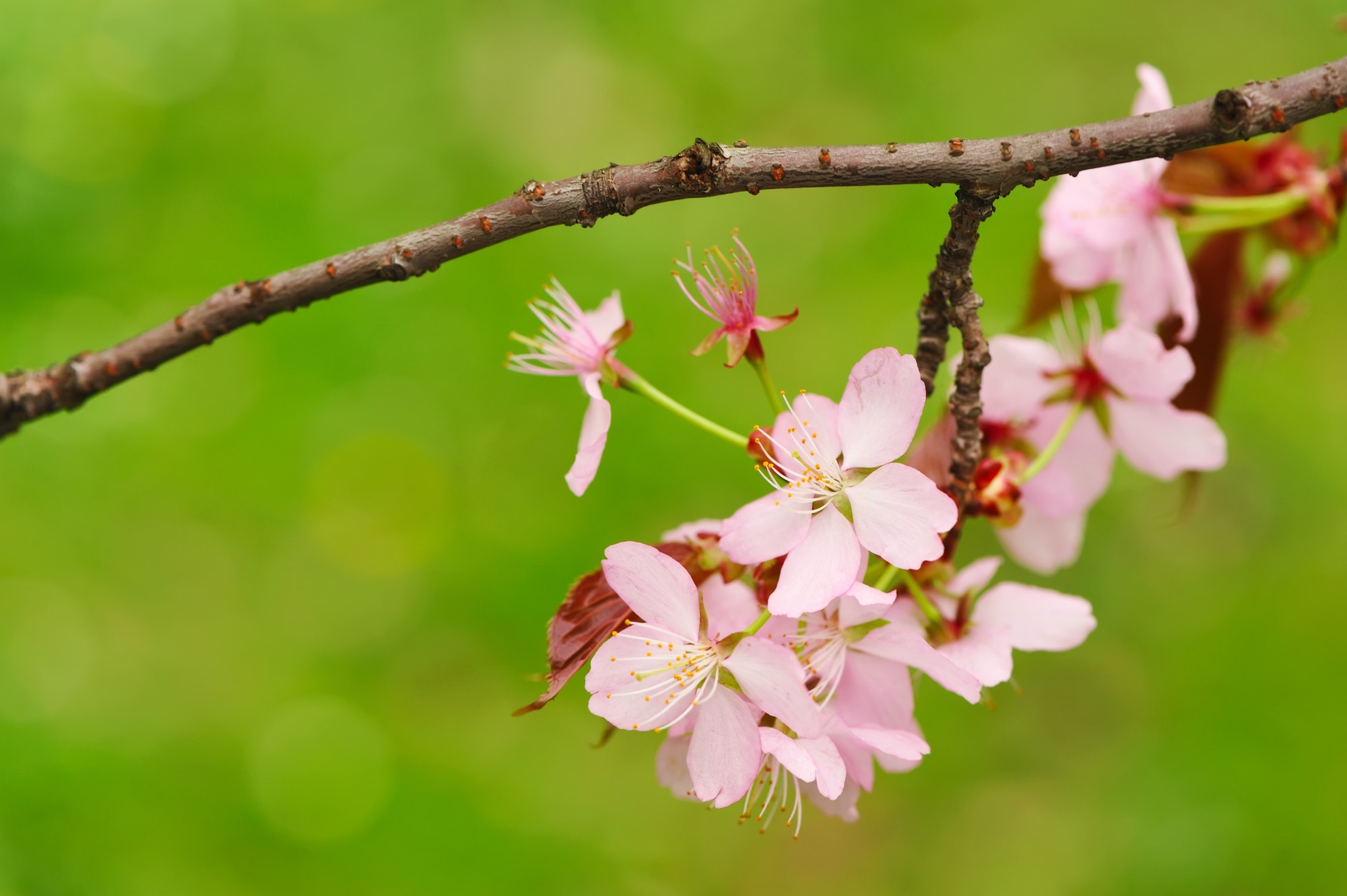 Spring sakura